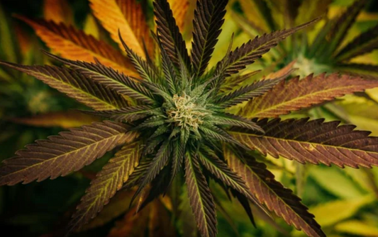 Close-up of a cannabis plant with green and purple leaves and a flowering bud in the center