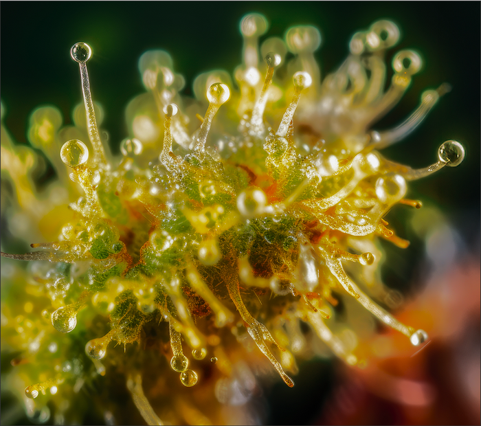 cbd5
